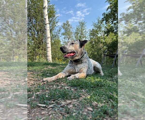 Medium Photo #6 Mutt Puppy For Sale in Salt Lake City, UT, USA