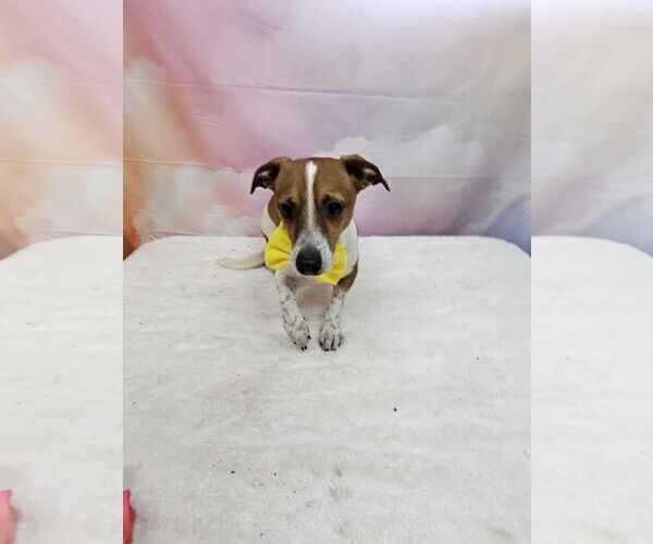 Medium Photo #1 Chihuahua-Unknown Mix Puppy For Sale in Metairie, LA, USA