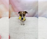 Small Chihuahua Mix