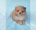 Small #13 Pomeranian