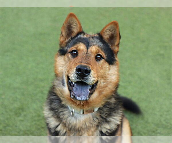 Medium Photo #1 Chow Chow-Unknown Mix Puppy For Sale in Ojai, CA, USA