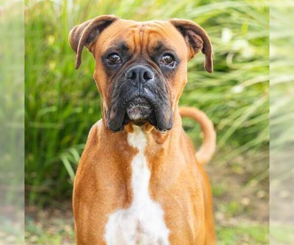 Medium Photo #1 Boxer Puppy For Sale in Camarillo, CA, USA