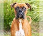 Small Boxer
