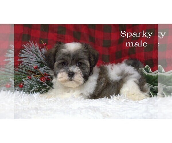 Medium Photo #9 Havanese Puppy For Sale in CLARE, MI, USA