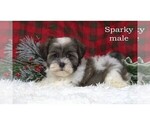 Small #8 Havanese