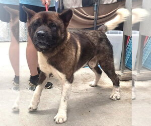 Akita-Unknown Mix Dogs for adoption in Wetumpka, AL, USA