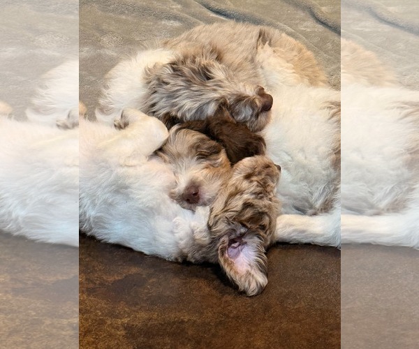 Medium Photo #6 Australian Shepherd-Unknown Mix Puppy For Sale in Sandy, UT, USA