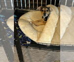 Small #3 Jack Russell Terrier-Papillon Mix