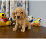 Small #8 Cocker Spaniel