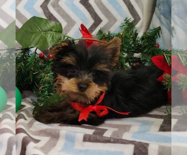 Medium Photo #2 Yorkshire Terrier Puppy For Sale in ARTHUR, IL, USA