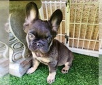 Small #11 French Bulldog
