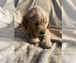 Small #5 Goldendoodle