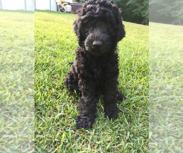 Medium Photo #11 Labradoodle Puppy For Sale in WATERLOO, SC, USA