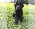 Small Photo #11 Labradoodle Puppy For Sale in WATERLOO, SC, USA
