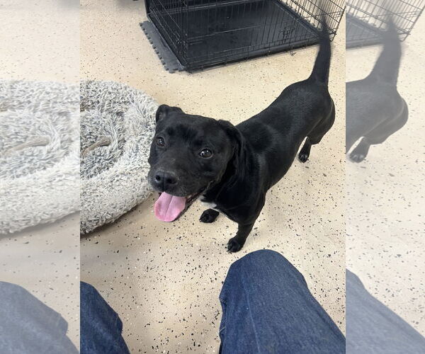 Medium Photo #1 Staffordshire Bull Terrier-Unknown Mix Puppy For Sale in Albemarle, NC, USA