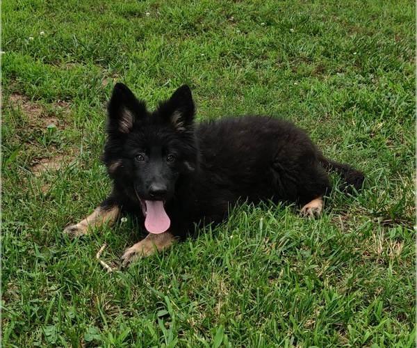 Medium Photo #3 German Shepherd Dog Puppy For Sale in COUCH, MO, USA