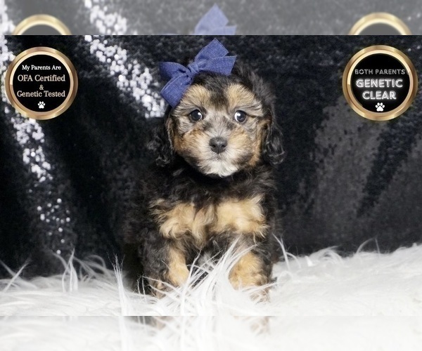 Medium Photo #106 Poodle (Toy) Puppy For Sale in WARSAW, IN, USA