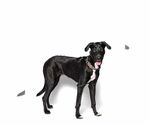 Small #3 Collie-Great Dane Mix