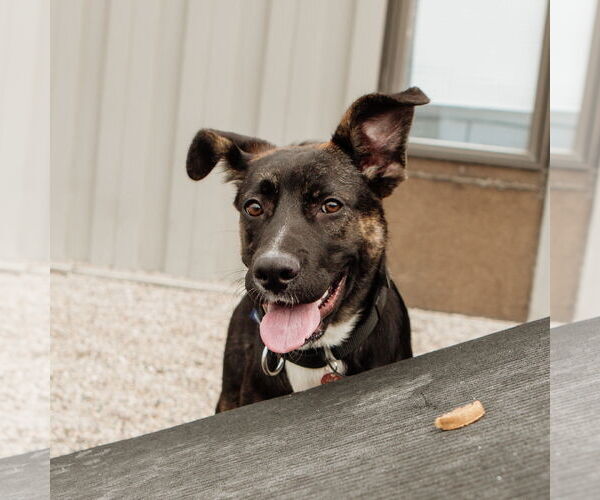 Medium Photo #33 American Pit Bull Terrier-German Shepherd Dog Mix Puppy For Sale in Fargo, ND, USA