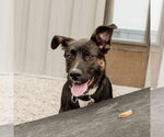 Small #32 American Pit Bull Terrier-German Shepherd Dog Mix