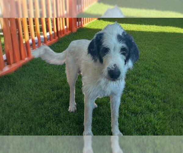 Medium Photo #1 Schnauzer (Giant)-Unknown Mix Puppy For Sale in Las Vegas, NV, USA