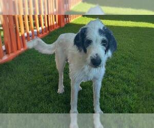 Schnauzer (Giant)-Unknown Mix Dogs for adoption in Las Vegas, NV, USA
