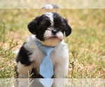 Small Photo #1 Shih Tzu Puppy For Sale in PALM COAST, FL, USA