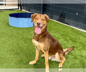 Labrador Retriever-Unknown Mix Dogs for adoption in Orange, CA, USA
