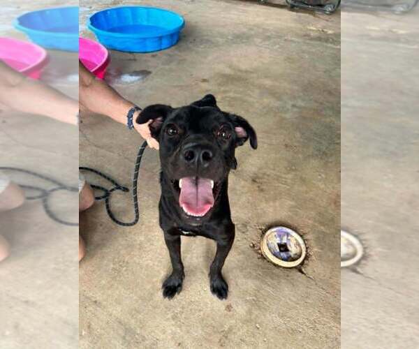 Medium Photo #2 Mutt Puppy For Sale in Abbeville, LA, USA