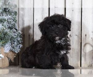 Yorkshire Terrier Puppy for sale in MOUNT VERNON, OH, USA