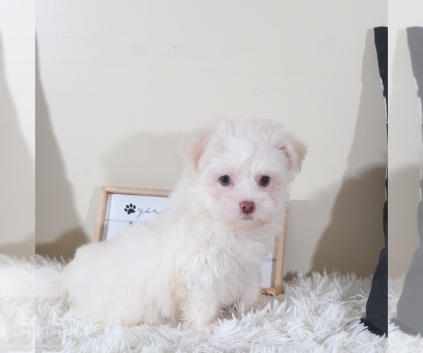 Medium Photo #2 Havanese Puppy For Sale in MOUNT VERNON, OH, USA