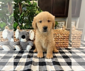 Golden Retriever Puppy for sale in INDIANAPOLIS, IN, USA