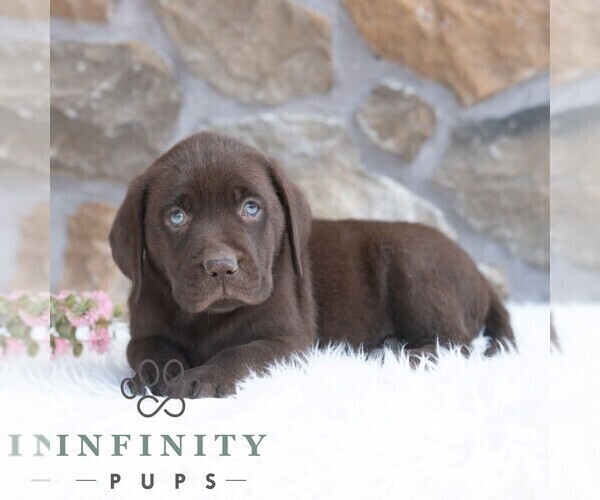 Medium Photo #4 Labrador Retriever Puppy For Sale in MIFFLINTOWN, PA, USA