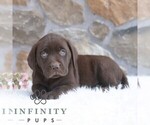 Small #3 Labrador Retriever