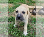 Small Plott Hound Mix