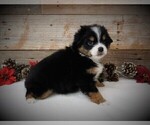 Small Photo #5 Miniature Australian Shepherd Puppy For Sale in HUNTINGTON, UT, USA