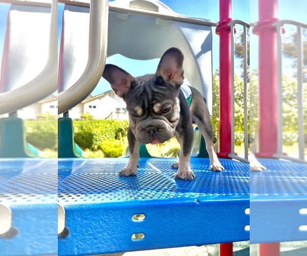 Medium Photo #1 French Bulldog Puppy For Sale in KANSAS CITY, MO, USA