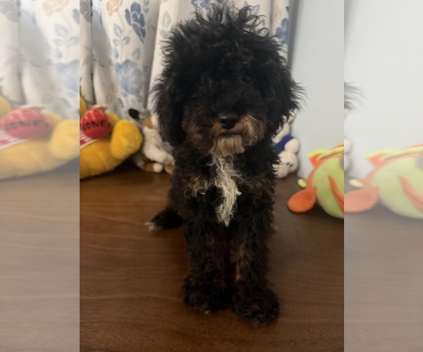 Medium Photo #40 Havapoo Puppy For Sale in DURHAM, CT, USA