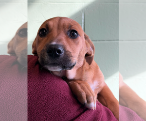 Mutt Dogs for adoption in Elmsford, NY, USA