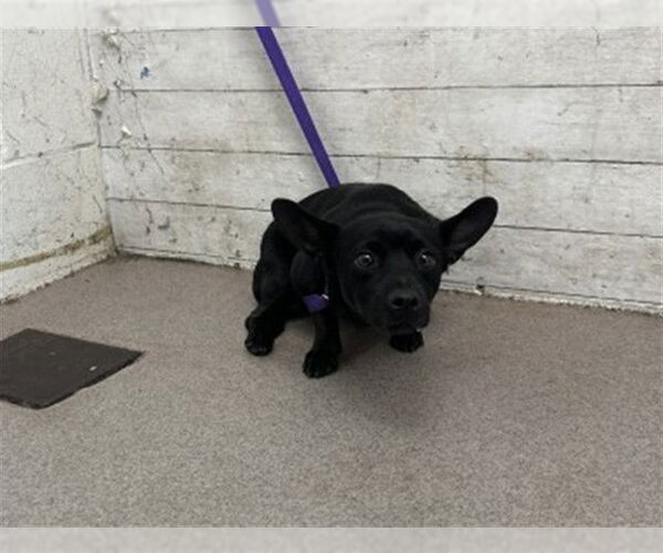 Medium Photo #1 Labrador Retriever-Unknown Mix Puppy For Sale in San Bernardino, CA, USA