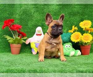 French Bulldog Puppy for sale in Kecskemet, Bacs-Kiskun, Hungary