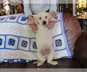 Labrador Retriever Puppy for sale in TRAIL, OR, USA