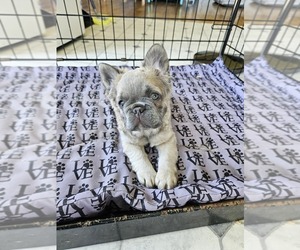 French Bulldog Puppy for Sale in LACEY, Washington USA