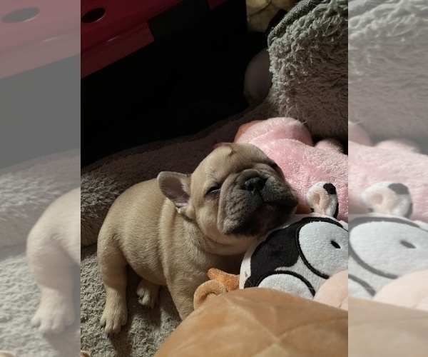 Medium Photo #4 French Bulldog Puppy For Sale in CROWNSVILLE, MD, USA
