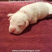 Small Photo #9 Dogo Argentino Puppy For Sale in JANE, MO, USA