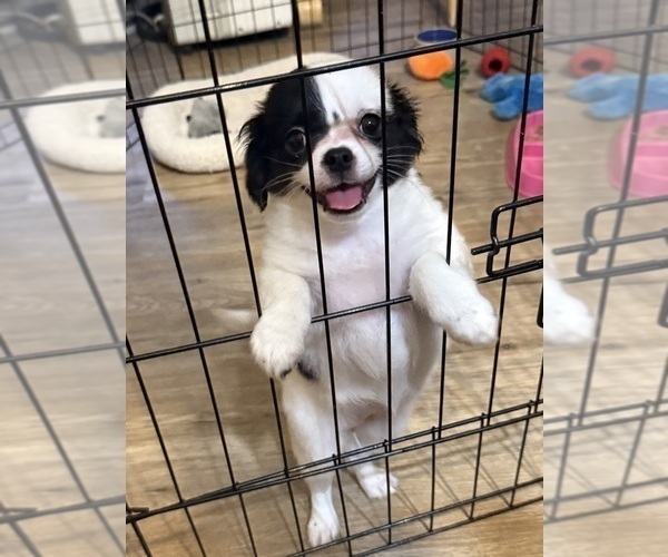 Medium Photo #6 ShiChi Puppy For Sale in FORTSON, GA, USA