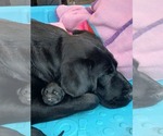 Small Photo #1 Goldador Doodle Puppy For Sale in GIBSONVILLE, NC, USA