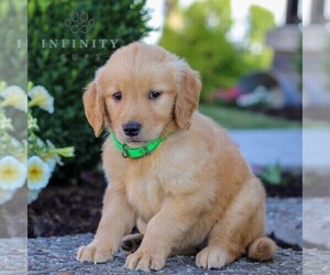 Golden Retriever Puppy for sale in LITITZ, PA, USA