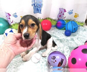 Beagle Puppy for sale in RATTAN, OK, USA