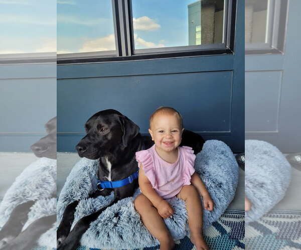 Medium Photo #1 Labrador Retriever-Unknown Mix Puppy For Sale in Thomasville, NC, USA